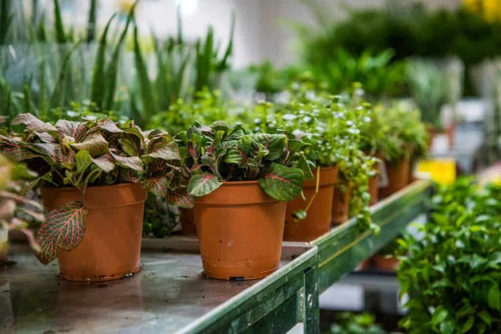 Potted plants on a greenhouse shelf at Terranova Landscaping.