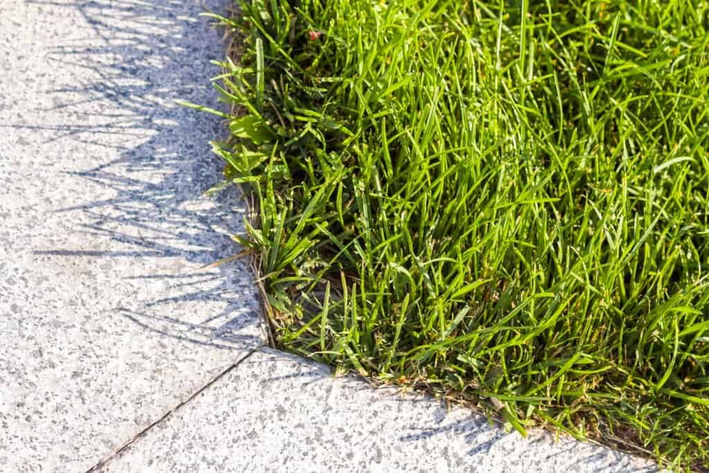 Close-up of vibrant green grass next to a concrete walkway.