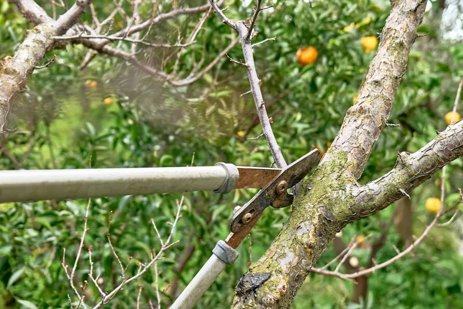Pruning fruit tree with garden shears in an orchard setting.