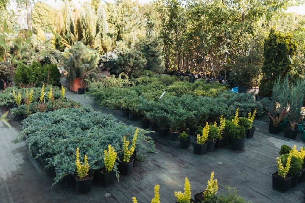 Lush plant nursery with various shrubs and trees in black pots.