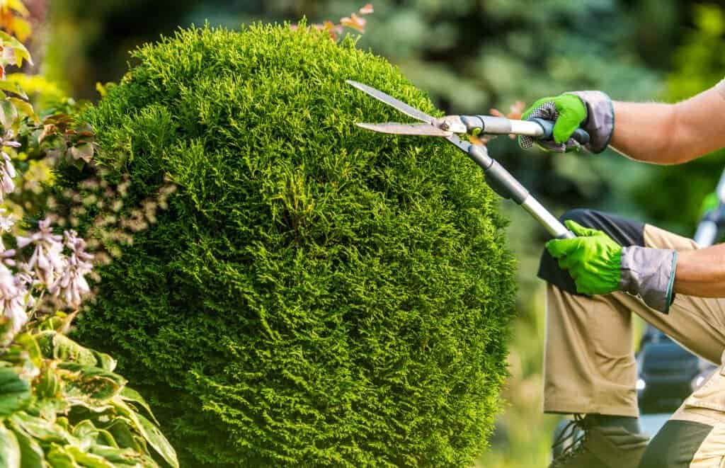 Gardener trimming a large, round hedge with pruning shears in a lush garden.